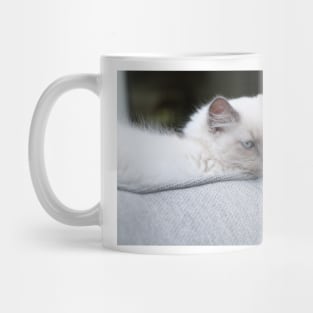 the gray and white ragdoll cat chills Mug